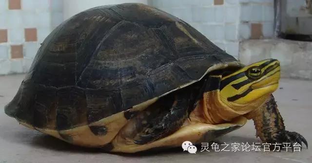 安布闭壳龟繁殖技术,安布闭壳龟要办证吗