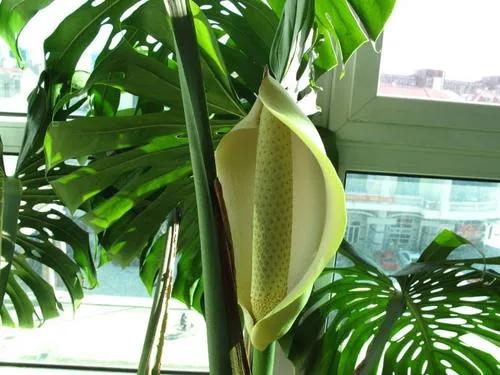 龟背竹开花养殖方法,龟背竹开花图片欣赏