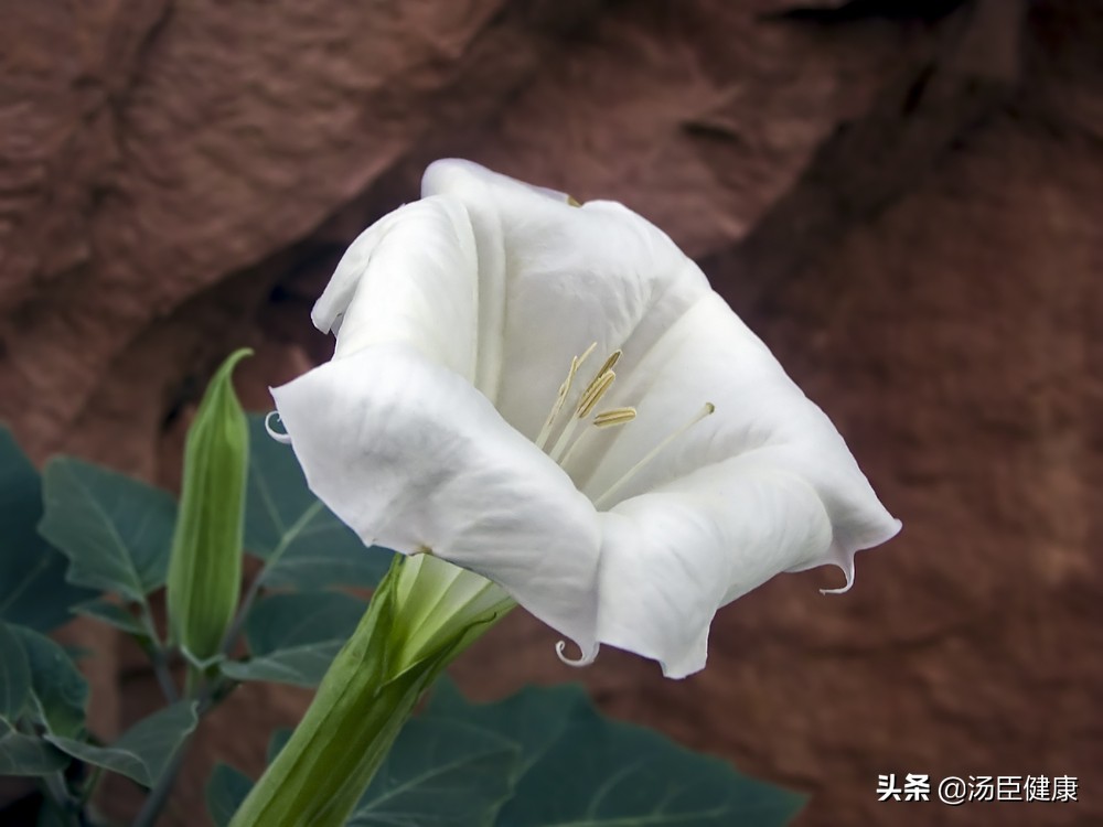 家中常见六种有毒花,室内不宜养的有毒花