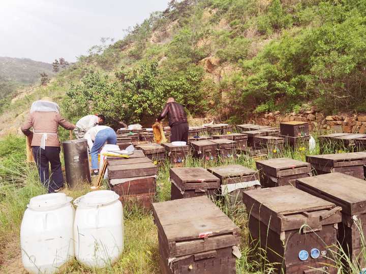 蜂蜜怎么吃才是最佳的方法,寻蜂蜜最有效的方法