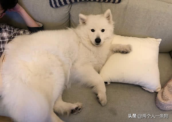 萨摩耶怎么撒娇的,萨摩耶乖巧可爱卖萌撒娇