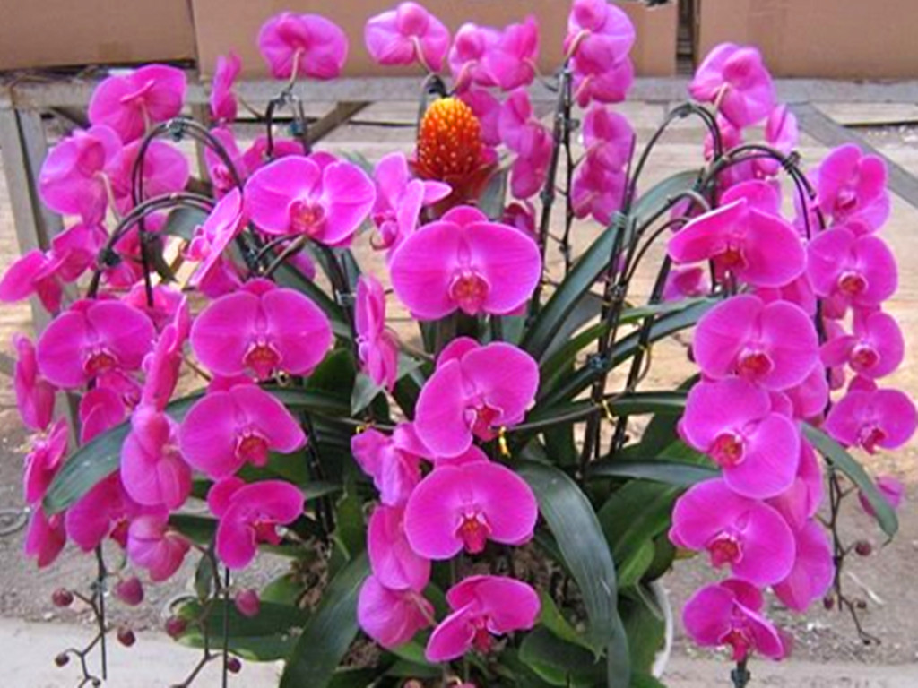 蝴蝶兰叶子黄了怎么救,蝴蝶兰叶子晒坏了怎么办