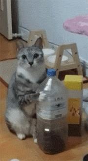 猫咪太聪明严重影响铲屎官脱单啊,猫咪所有的活力都留给了铲屎官