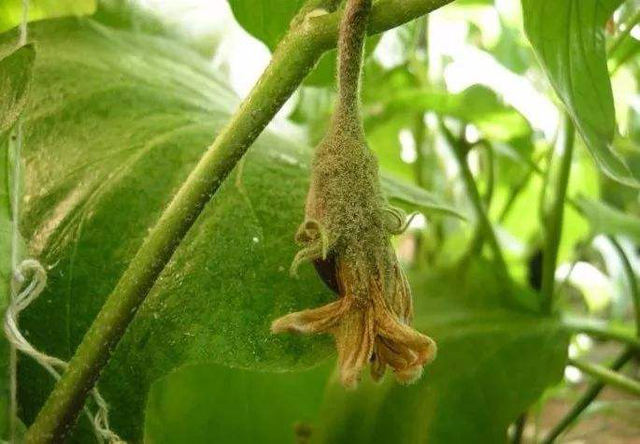 茄子灰霉和霜霉的区别,茄子蚜虫危害