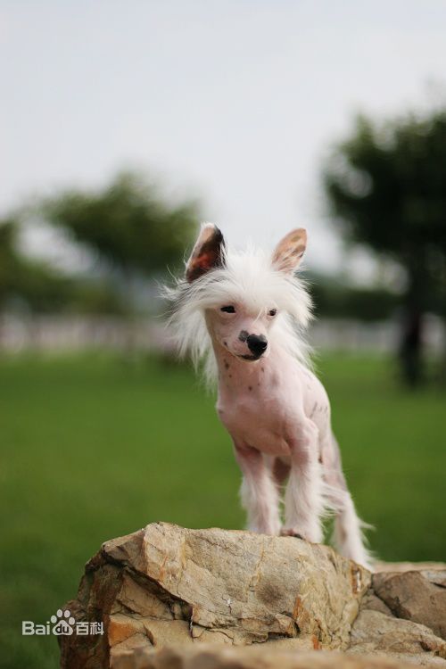 性格温顺的大型犬品种,宠物狗大型犬都有哪些品种