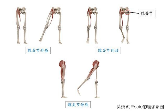 臀侧凹陷穿衣丑更显老,臀凹陷假胯宽怎么穿搭