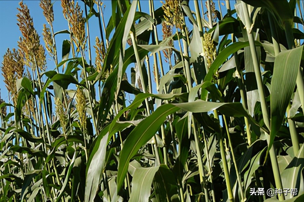 新品种高粱一亩能产多少斤,种植什么品种的高粱收益高