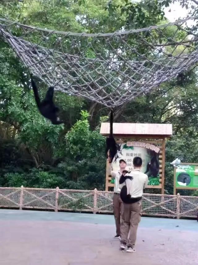 广州长隆野生动物世界游记300字,广州长隆野生动物园游记