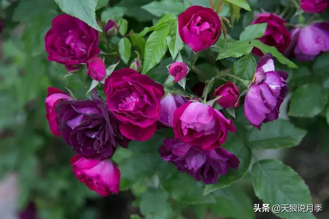 哪些月季品种抗病强,抗病性好月季有哪些