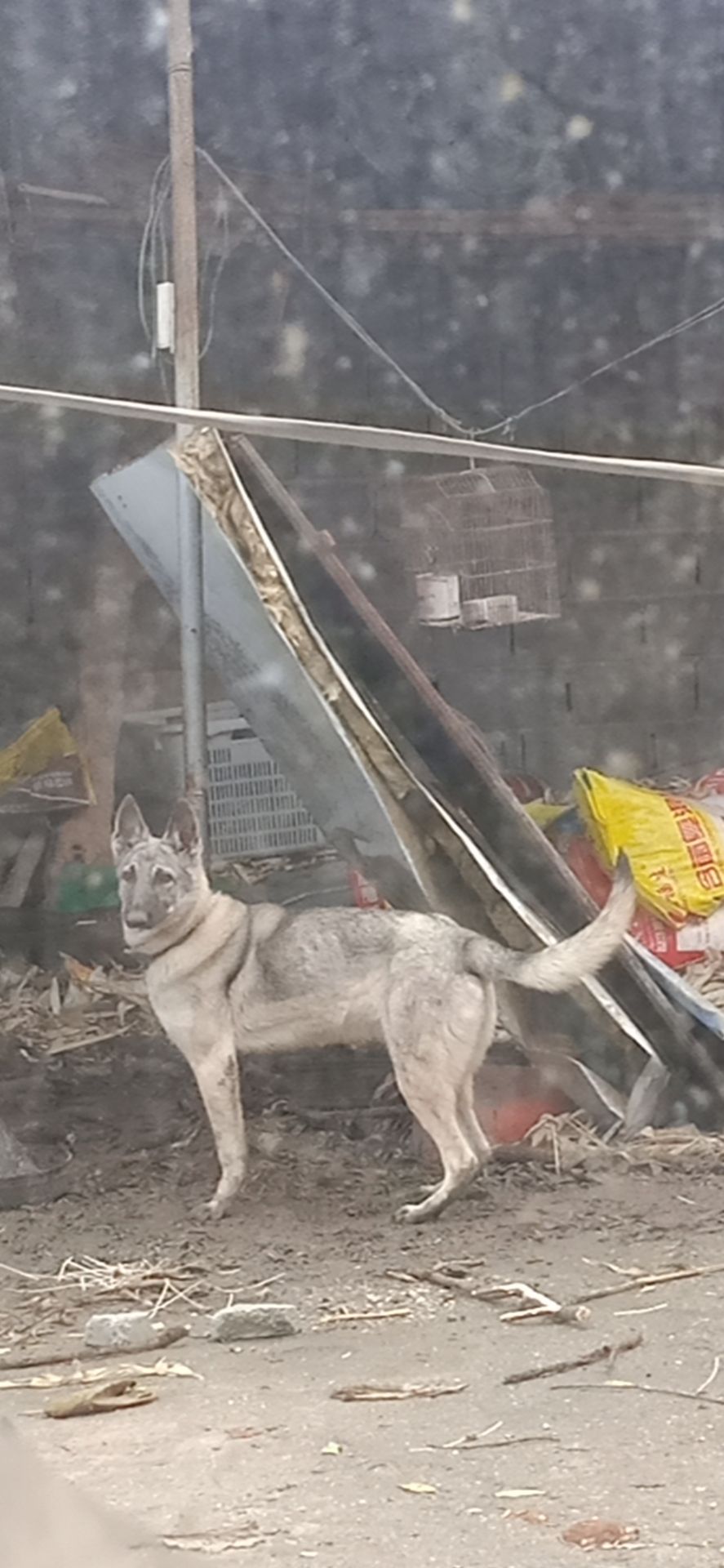 绝食的狗狗能强行喂食吗,绝食狗狗