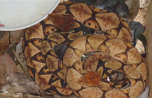 尖吻蝮为什么烂肉,尖吻蝮烂肉王能吃吗