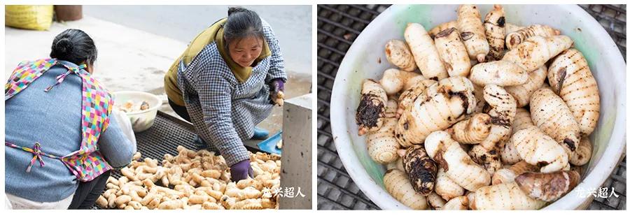 贵州的道地药材天麻,天麻属于哪里的道地药材