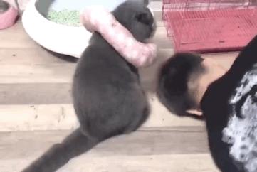 猫和主子玩装死游戏,在猫面前装死猫的反应