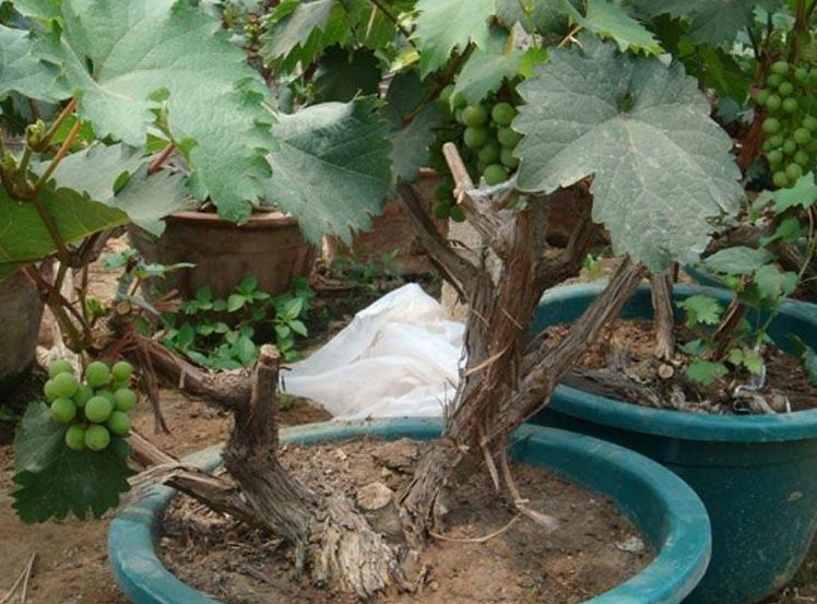 姘存灉鏋滄牳涓嶈鎵旂泦鏍界璧锋潵,涓夌姘存灉绫戒笉鑳芥斁鐩嗛噷