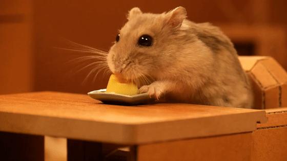 超可爱动物吃播治愈70万人，仓鼠、小熊猫、鹦鹉萌翻全网