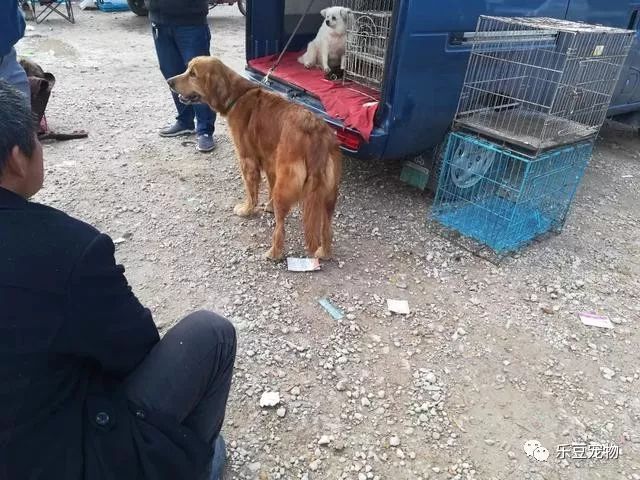 主人把狗卖了狗哭了,金毛被主人卖掉自己回来