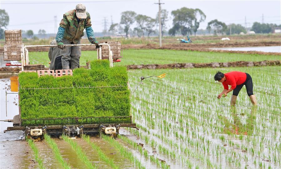 水稻赤枯病药剂防治,盐碱地水稻经常得赤枯病