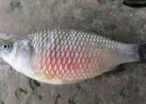 孔雀鱼的常见疾病和治疗,孔雀鱼常见疾病及解决方法