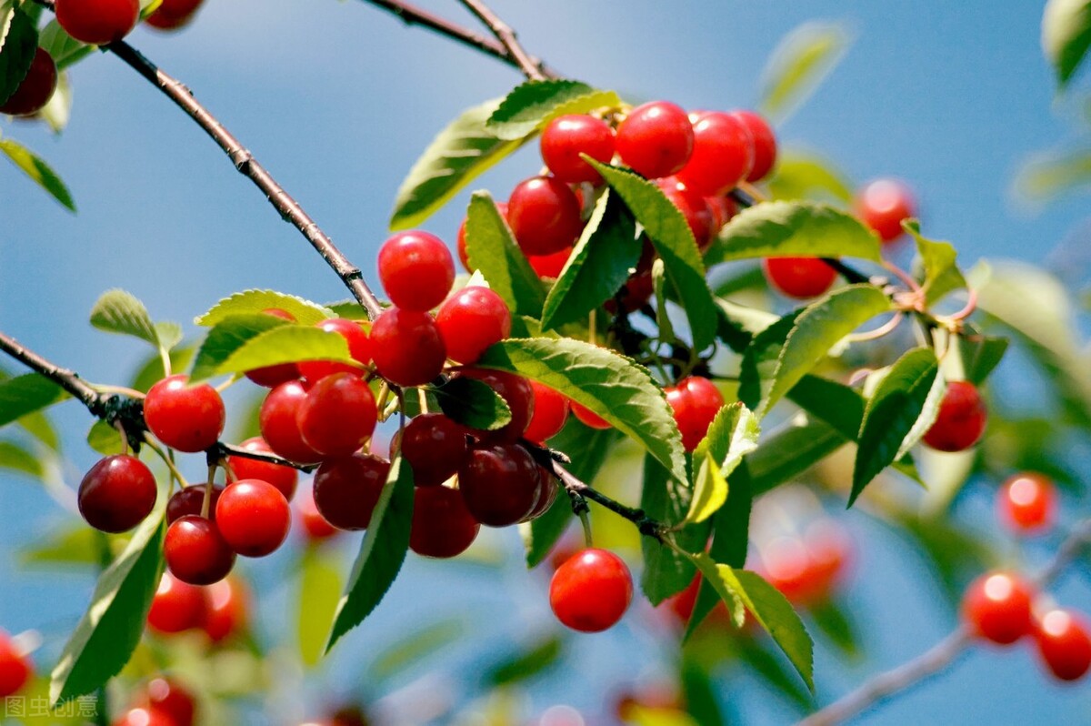 樱桃里面有蛆虫吃了怎么办,樱桃里的蛆虫泡多久