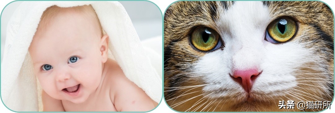 吸猫不得不知道的常识,沉迷吸猫的原因