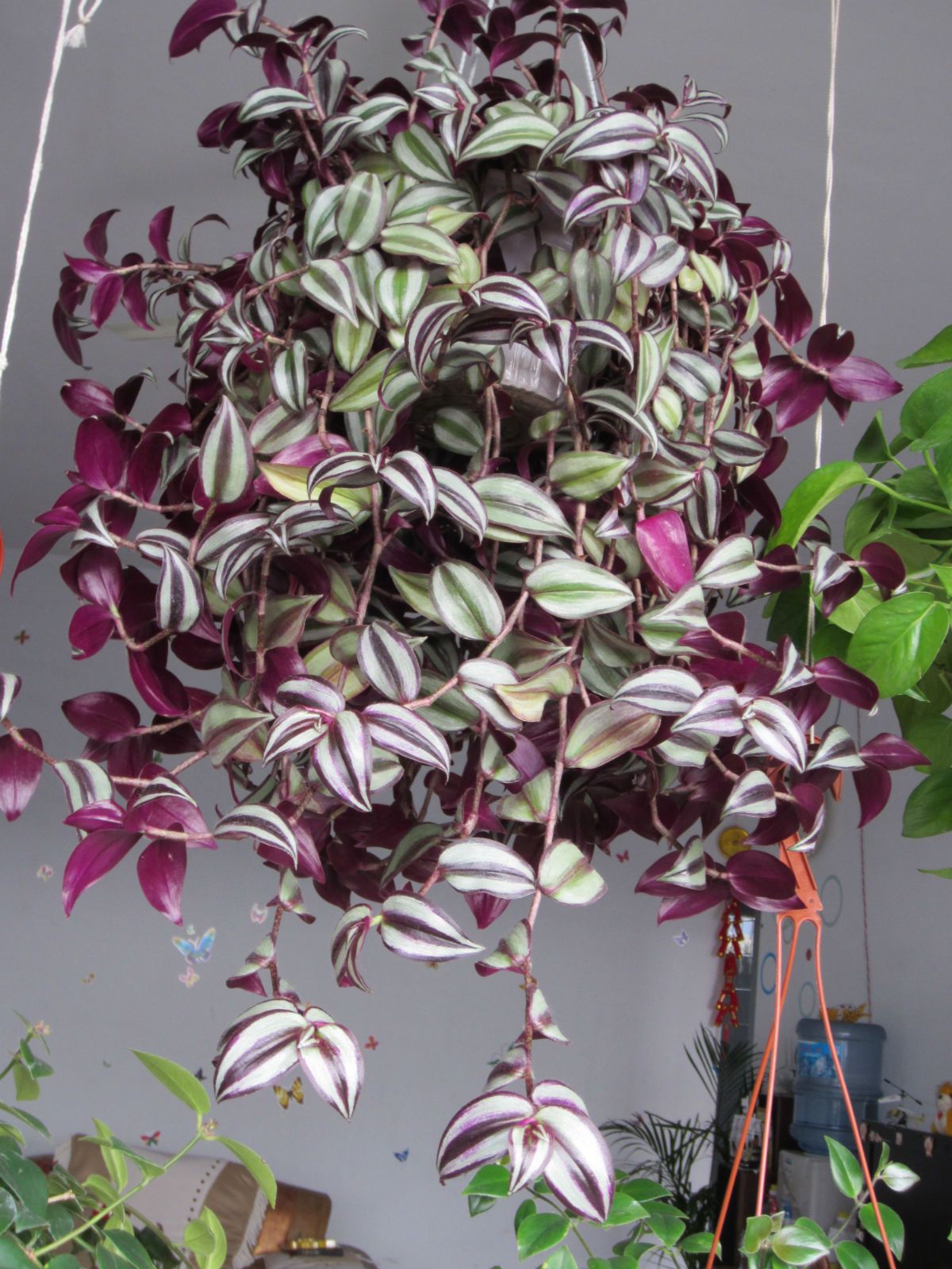 悬挂养的植物,适合室内养的悬挂植物