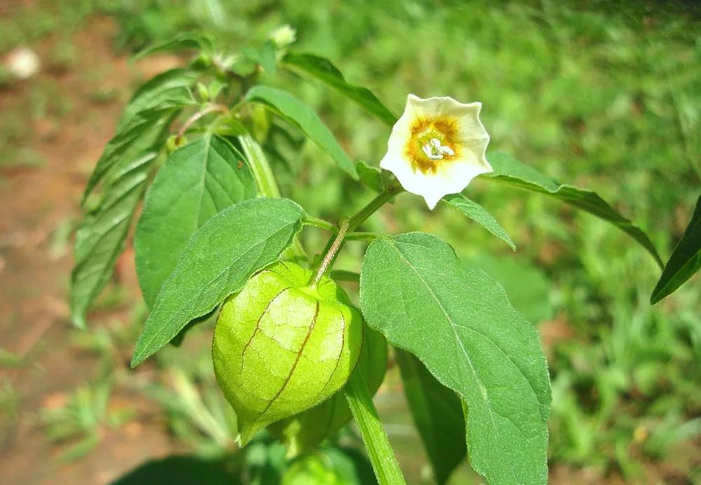 生物相册：姑娘还是菇茑？这水果，世界各地有39种