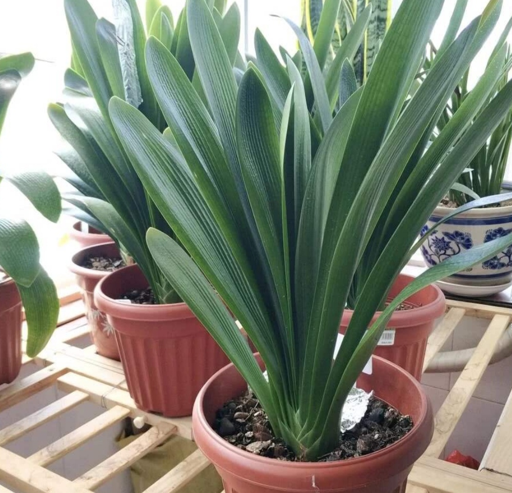 君子兰怎么养快速长出新叶,君子兰不开花怎么修剪