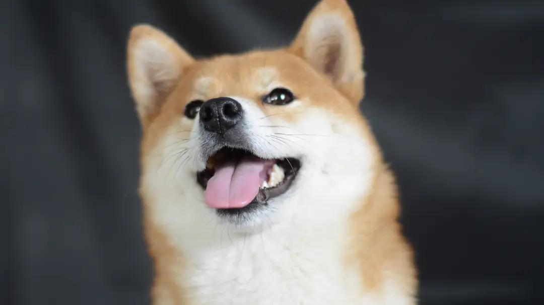 正规犬舍会提供血统证书吗,为什么要选择正规犬舍