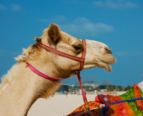 骆驼的起源和进化,骆驼的起源和进化过程