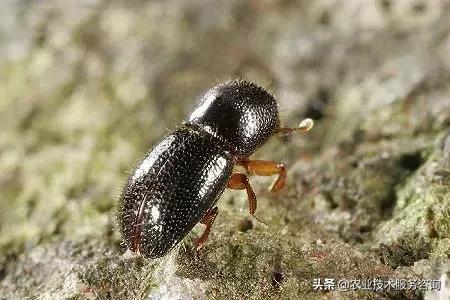 柑橘虫害高清图谱及防治方法,柑橘虫害物理消灭