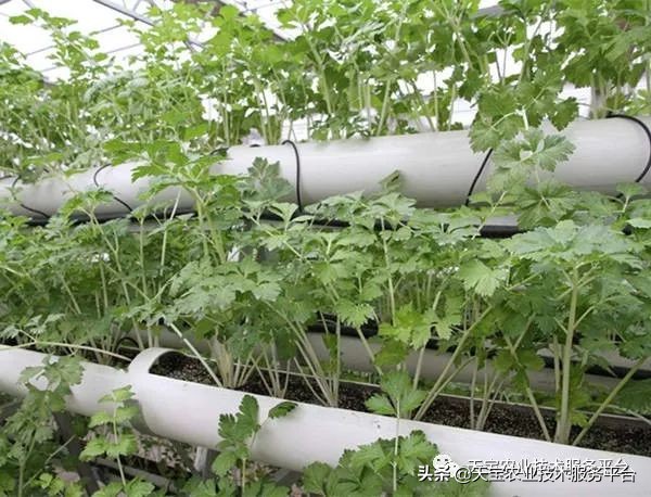 有关无土栽培的视频,无土栽培营养液配制和管理要点