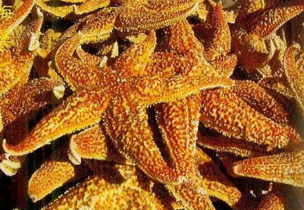 海星吃虾皮吗,海星的吃法有哪些