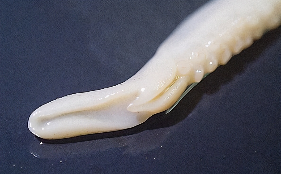 章鱼是如何交配的？一个用“鼻孔”繁殖的生物