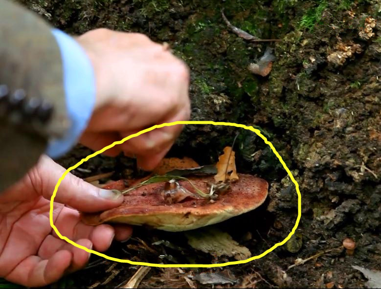 蘑菇是真菌还是植物,香气很浓的蘑菇叫什么菇