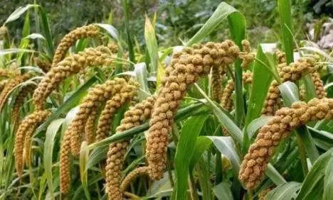 有机小米种出绿色致富路,有机小米绿色健康