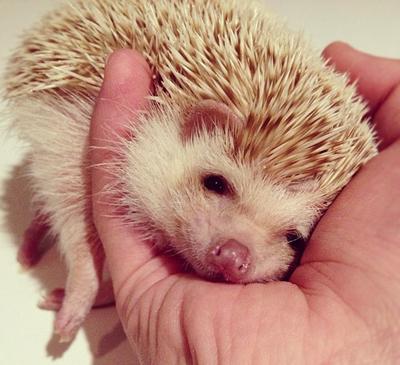 不止在动画中,现实中也能拥有的小宠物,非洲迷你刺猬你值得拥有