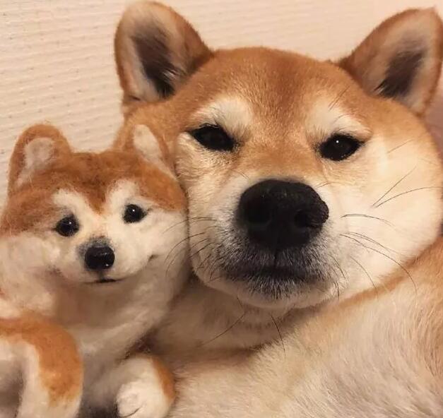 家里柴犬没有除虫药怎么办,家里柴犬不摇尾巴