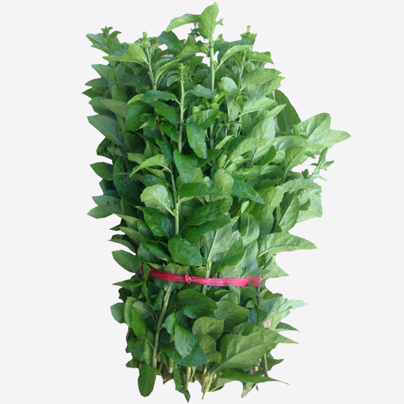 农村常吃的40种野菜你吃过几种呢,这10多种野菜你吃过哪些