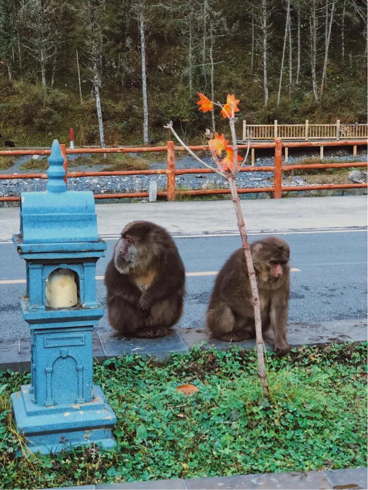 二郎山喇叭河旅游景区成都办事处,二郎山喇叭河风景区好玩儿吗