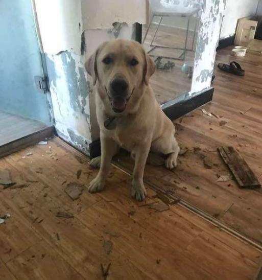 拉布拉多的技能训练,拉布拉多高智商