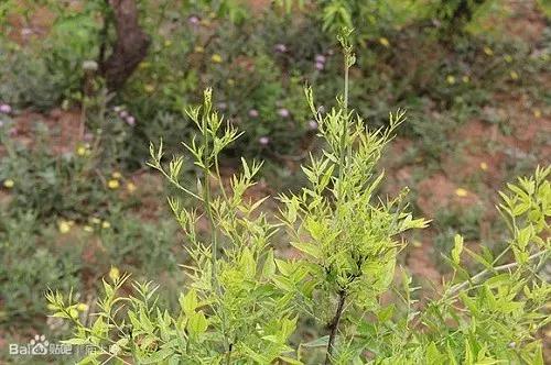 过期农药使用对环境的危害,水果残留的农药对人体有什么危害