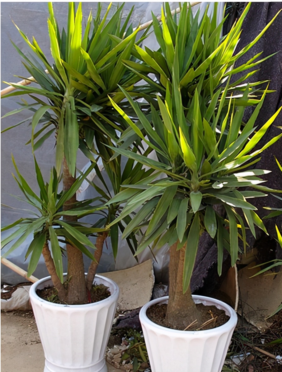 施肥一天一次,铁肥怎么施最好