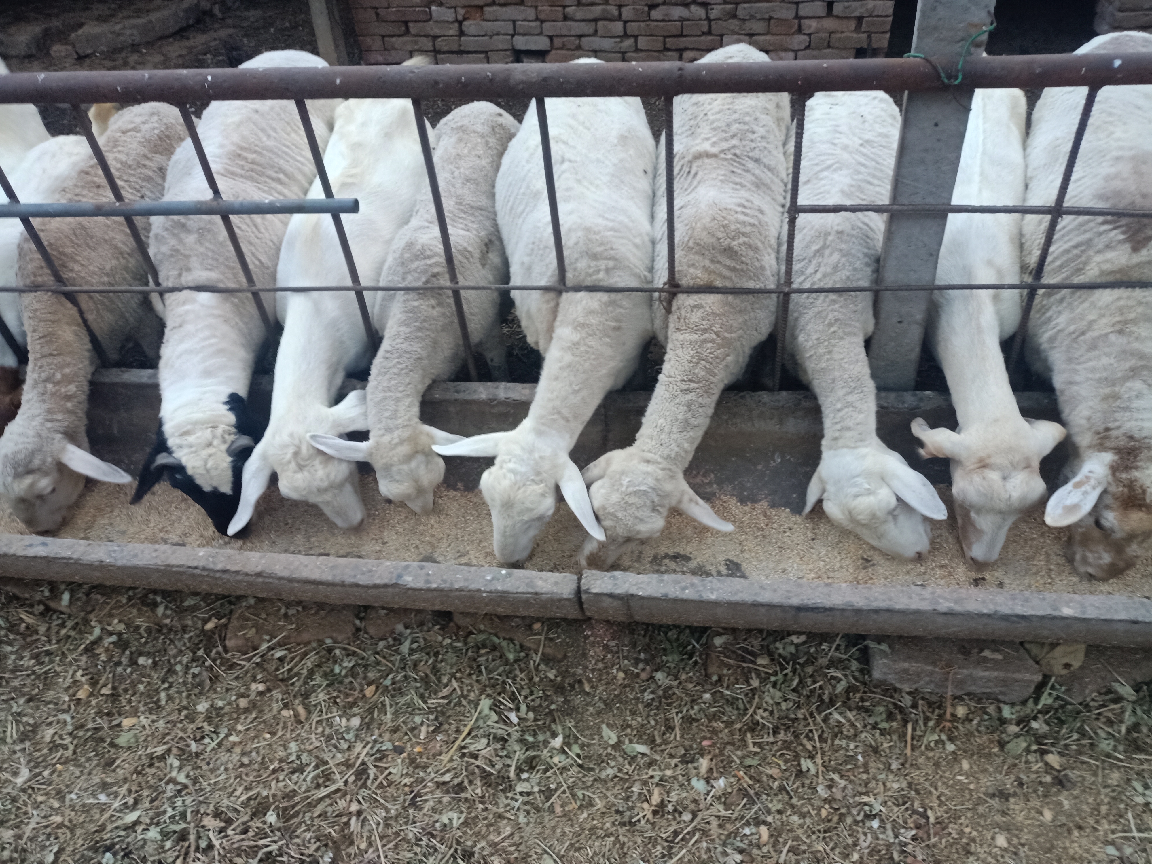 养羊疫苗时间表,养羊疫苗接种时间表