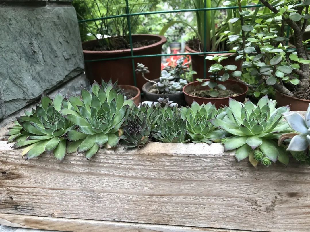 多肉开的花干了怎么救,多肉开完花要死怎么办