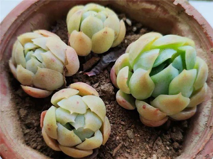 100种常见多肉的养法图片大全,60种好度夏的多肉植物