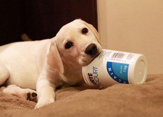 什么寄生虫会导致狗狗软便,狗狗老睡床应该怎么治