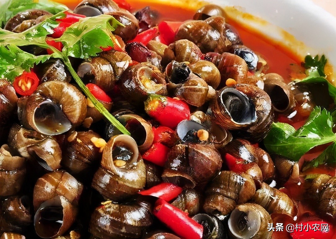 农民回乡种田种植粮食发展养殖,农村女大学毕业回乡创业养殖