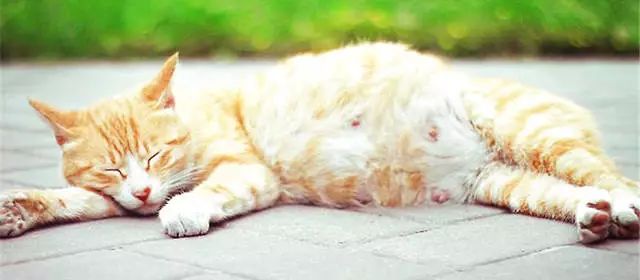 母猫怀孕期间可以吃驱虫药吗,母猫在怀孕期间打针了