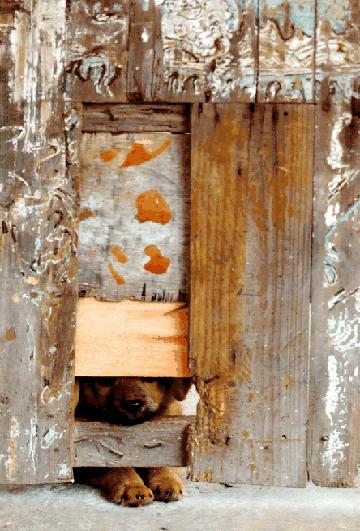 瞿溪老街作文,瓯海瞿溪老街