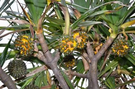 树菠萝种植技术和管理方法,菠萝苗的种植方法和注意事项